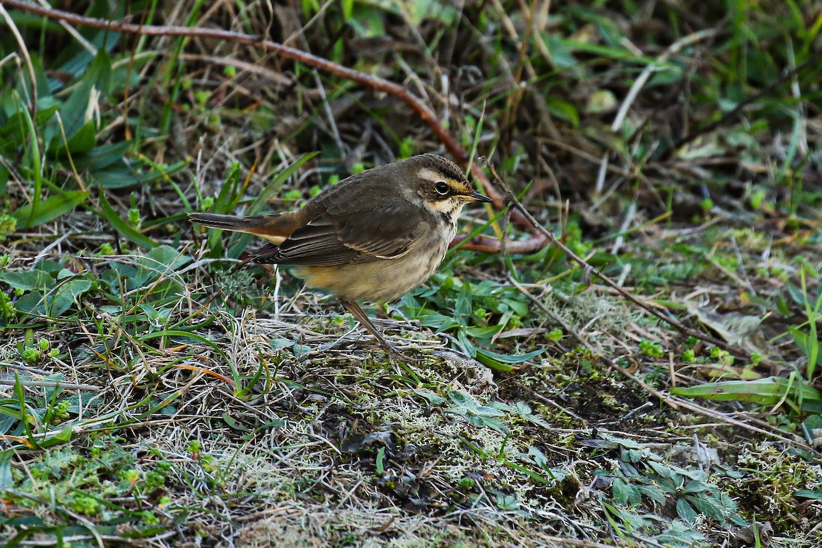 slavík modráček - ML646732907