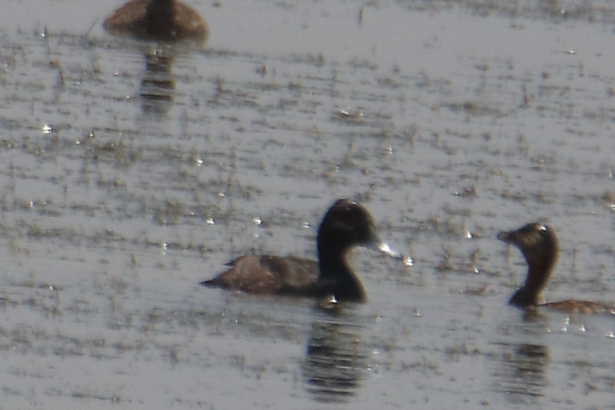Southern Pochard - ML646732910