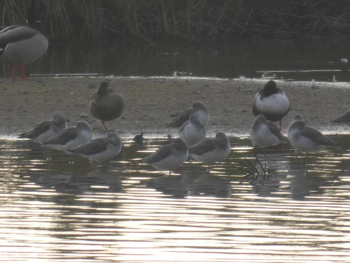 vodouš šedý - ML646732914