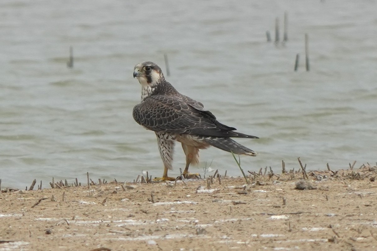 Gökdoğan (calidus/tundrius) - ML646732930