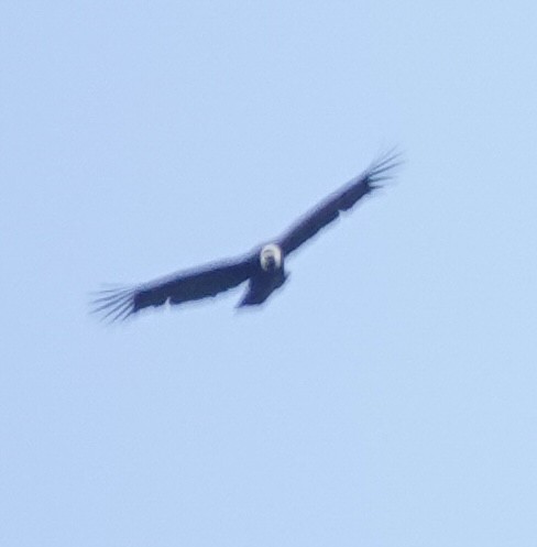 Andean Condor - ML646732934