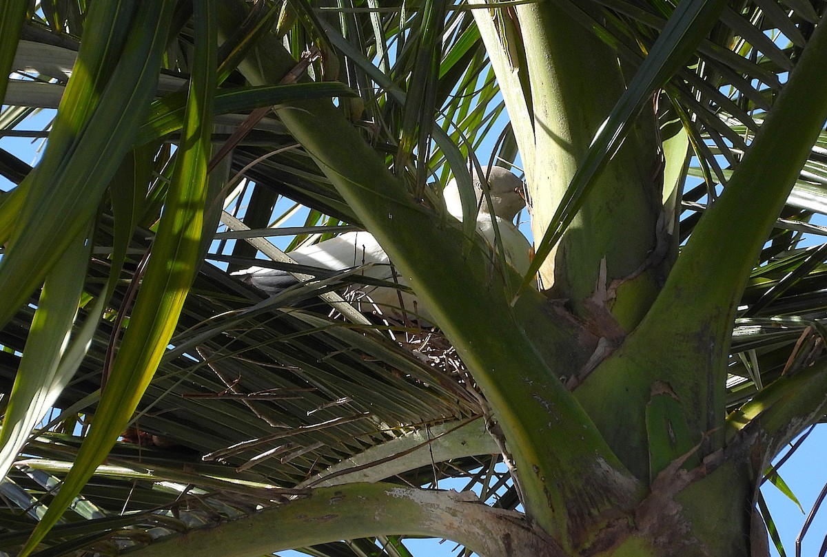 Torresian Imperial-Pigeon - ML646732935