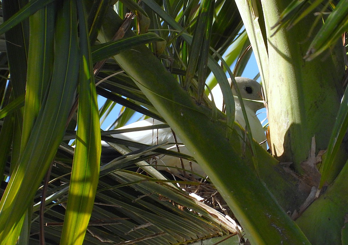 Torresian Imperial-Pigeon - ML646732936