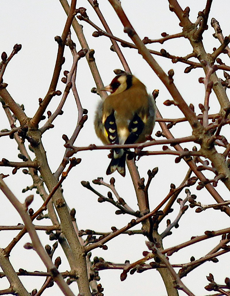 European Goldfinch - ML646732937