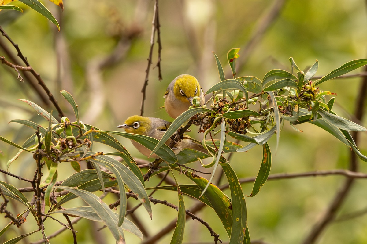 Silvereye - ML646732938