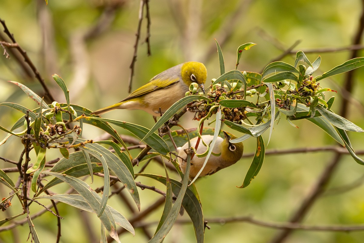 Silvereye - ML646732939
