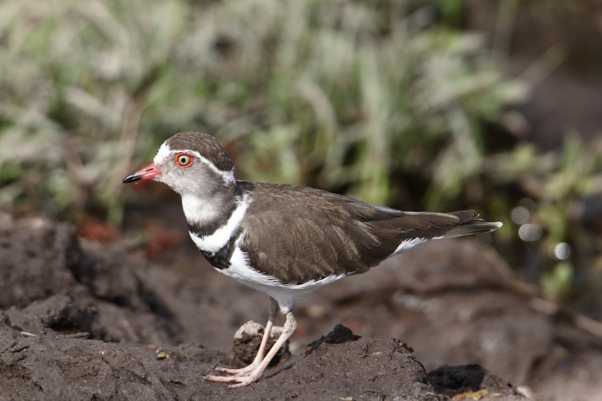 Chorlitejo Tricollar - ML646732950