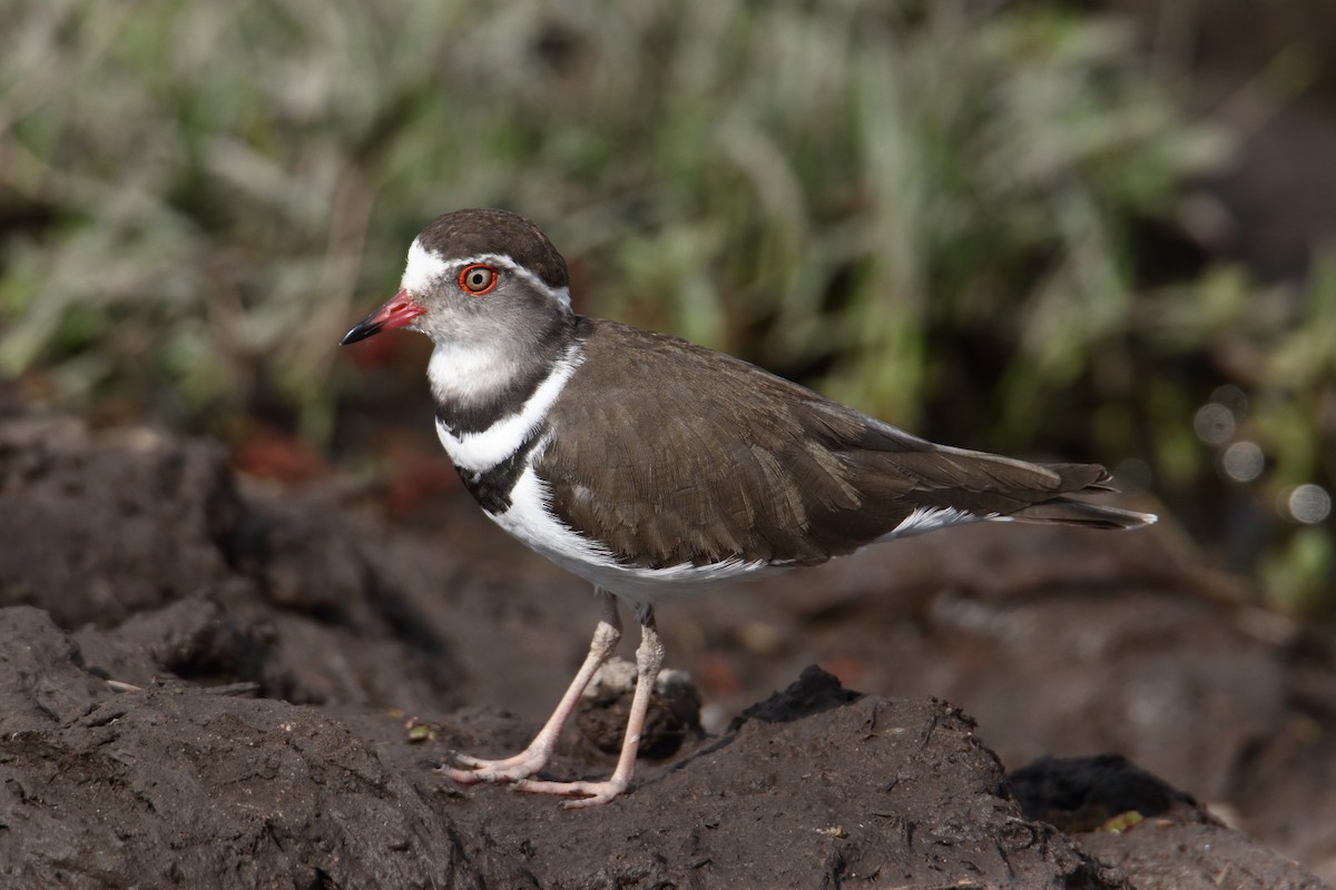 Chorlitejo Tricollar - ML646732951
