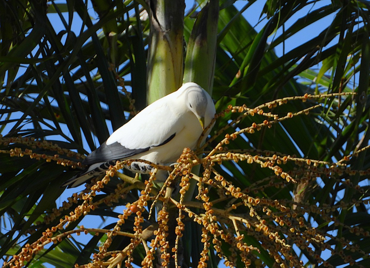 Torresian Imperial-Pigeon - ML646732960