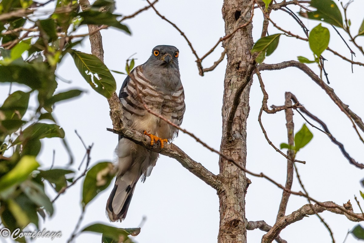 Baza Africano - ML646732961