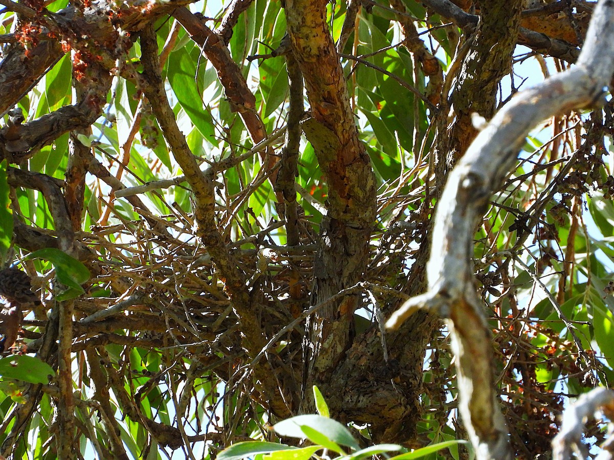 Torresian Imperial-Pigeon - ML646732962