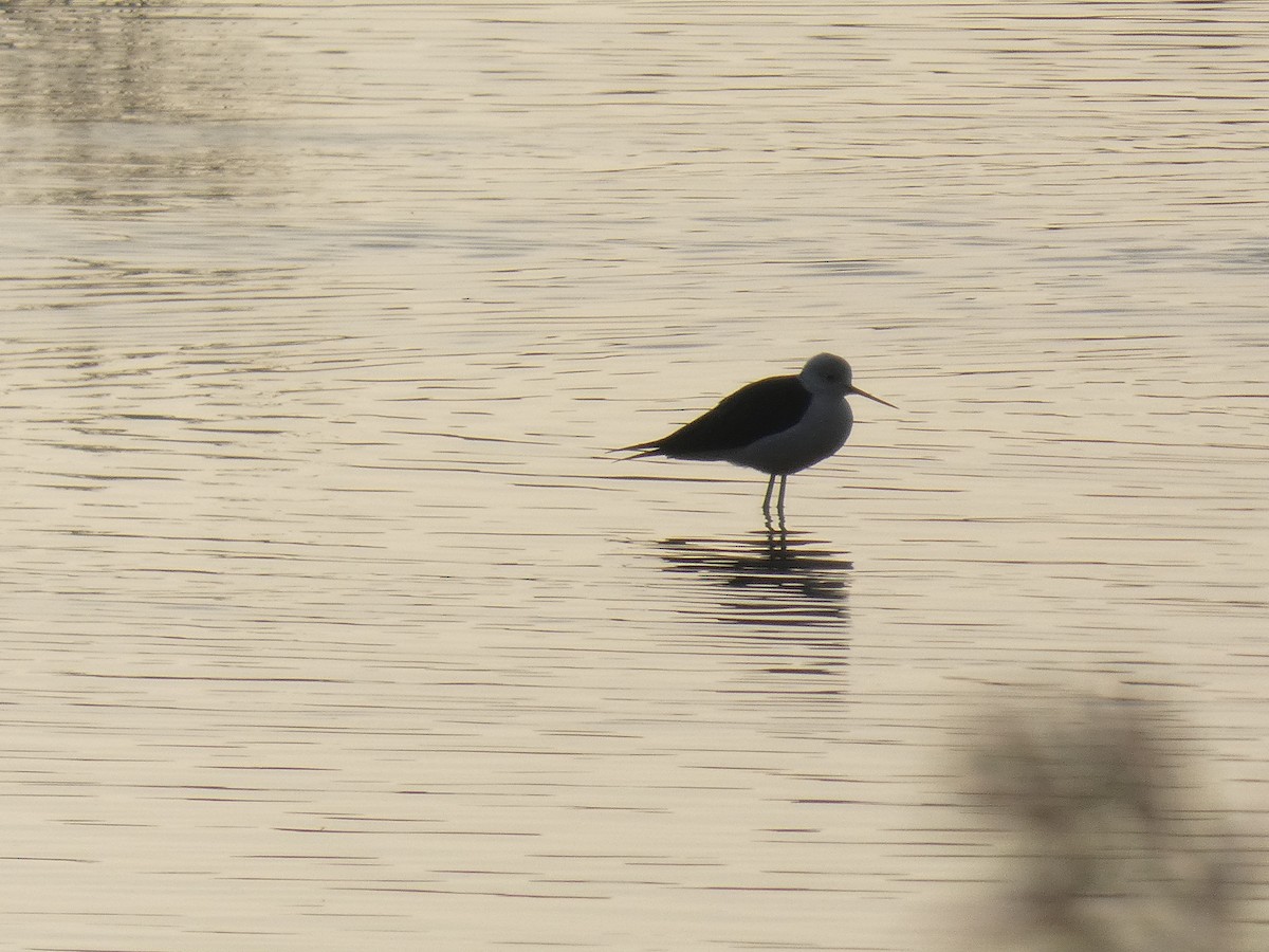 Zankaluze eurasiarra - ML646732978