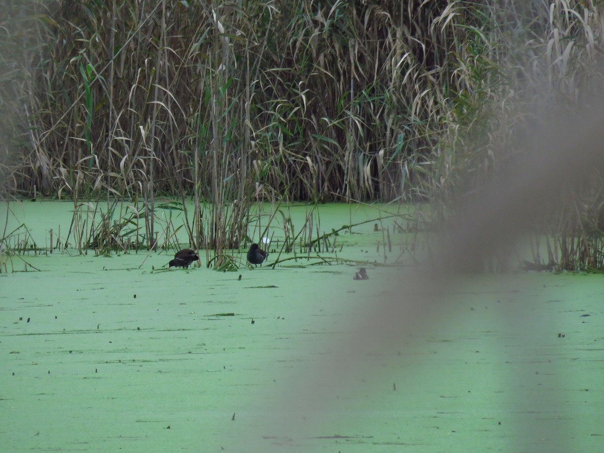 Eurasian Moorhen - ML646732980
