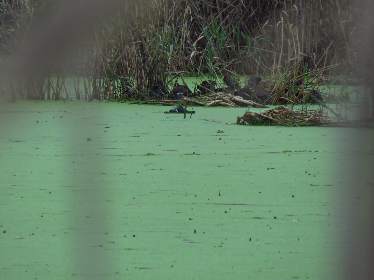 sivhøne - ML646732981