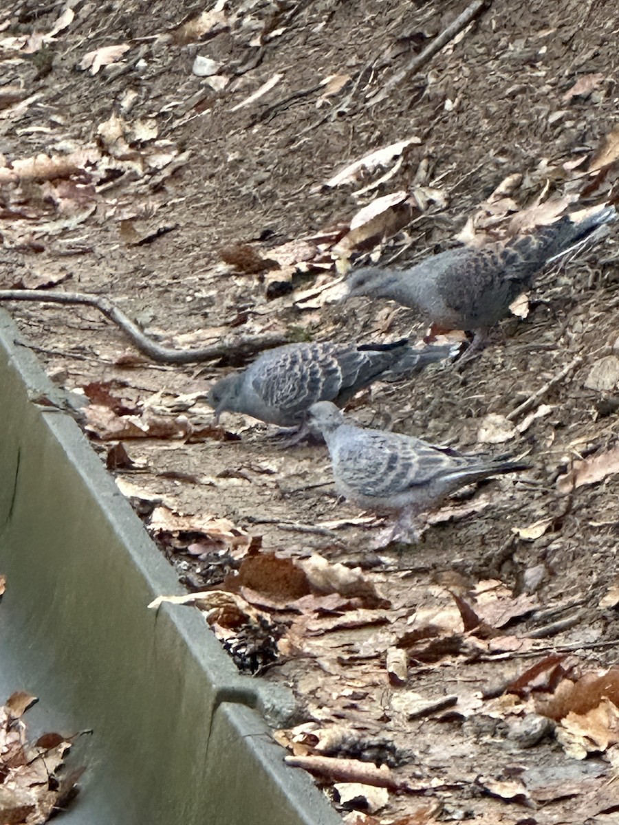 キジバト - ML646732982