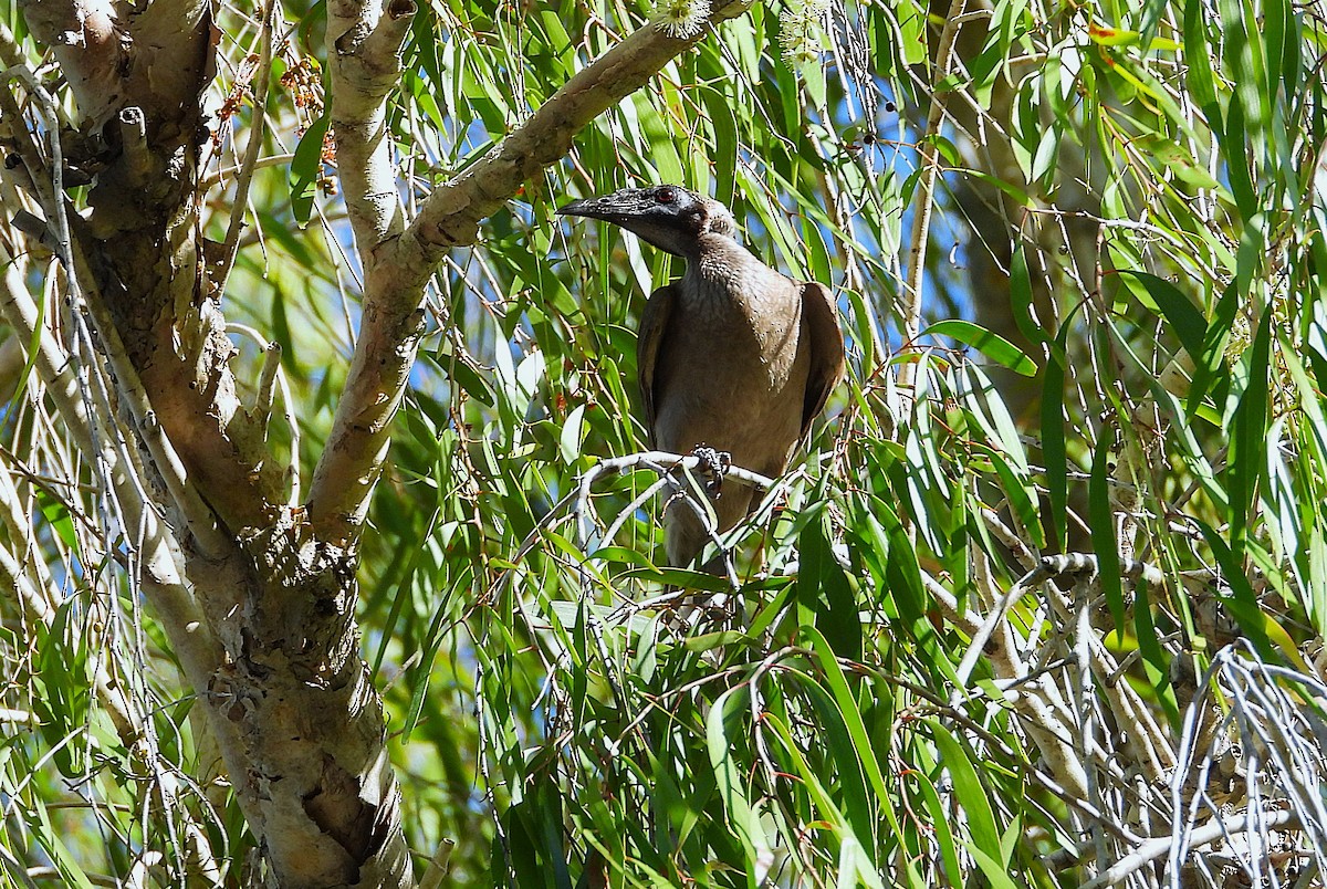 Helmeted Friarbird - ML646732984