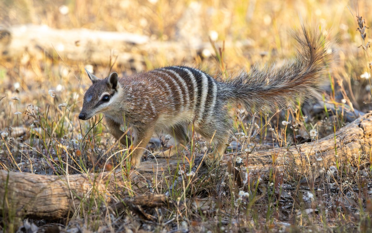 Numbat - ML646732987