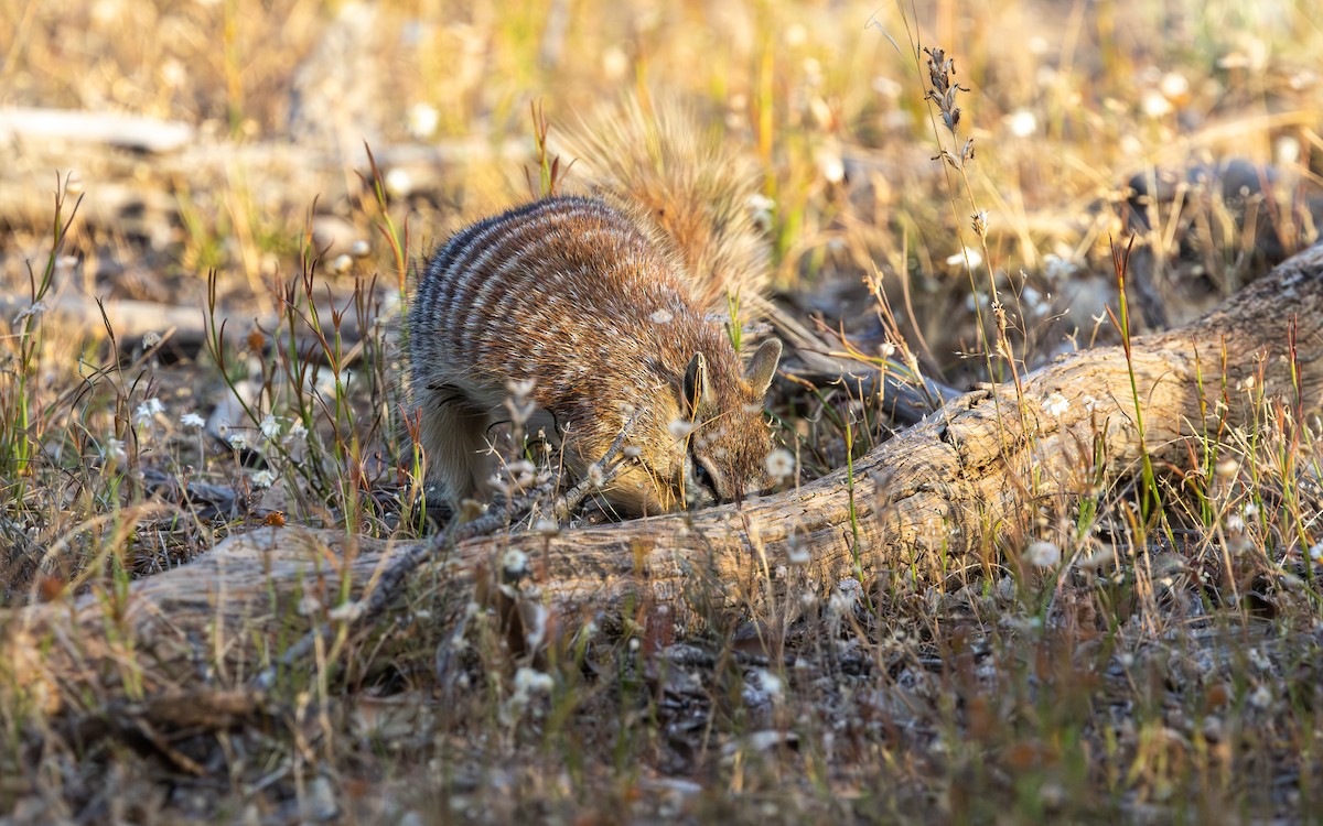 Numbat - ML646732988