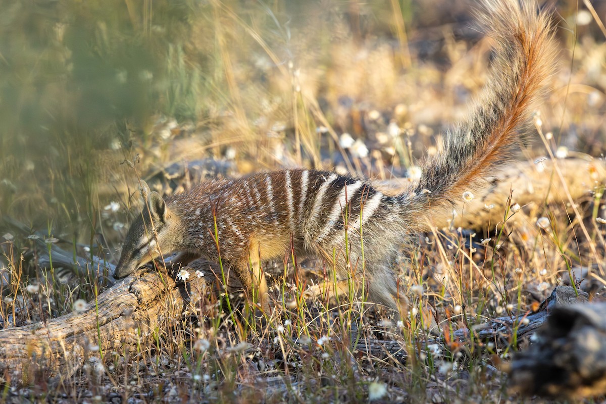 Numbat - ML646732989