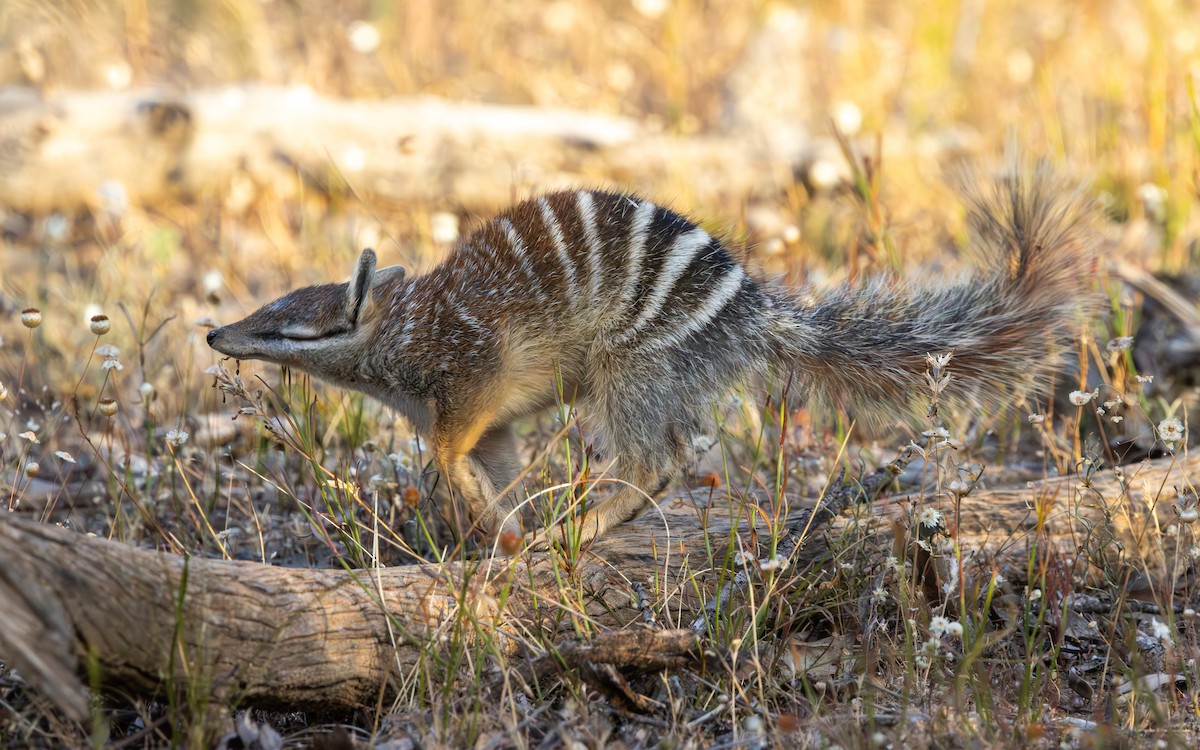 Numbat - ML646732990