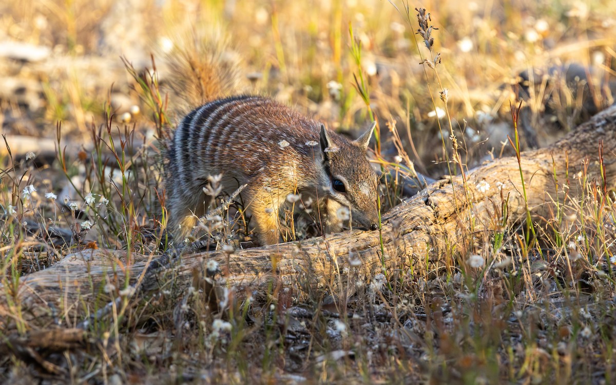 Numbat - ML646732991