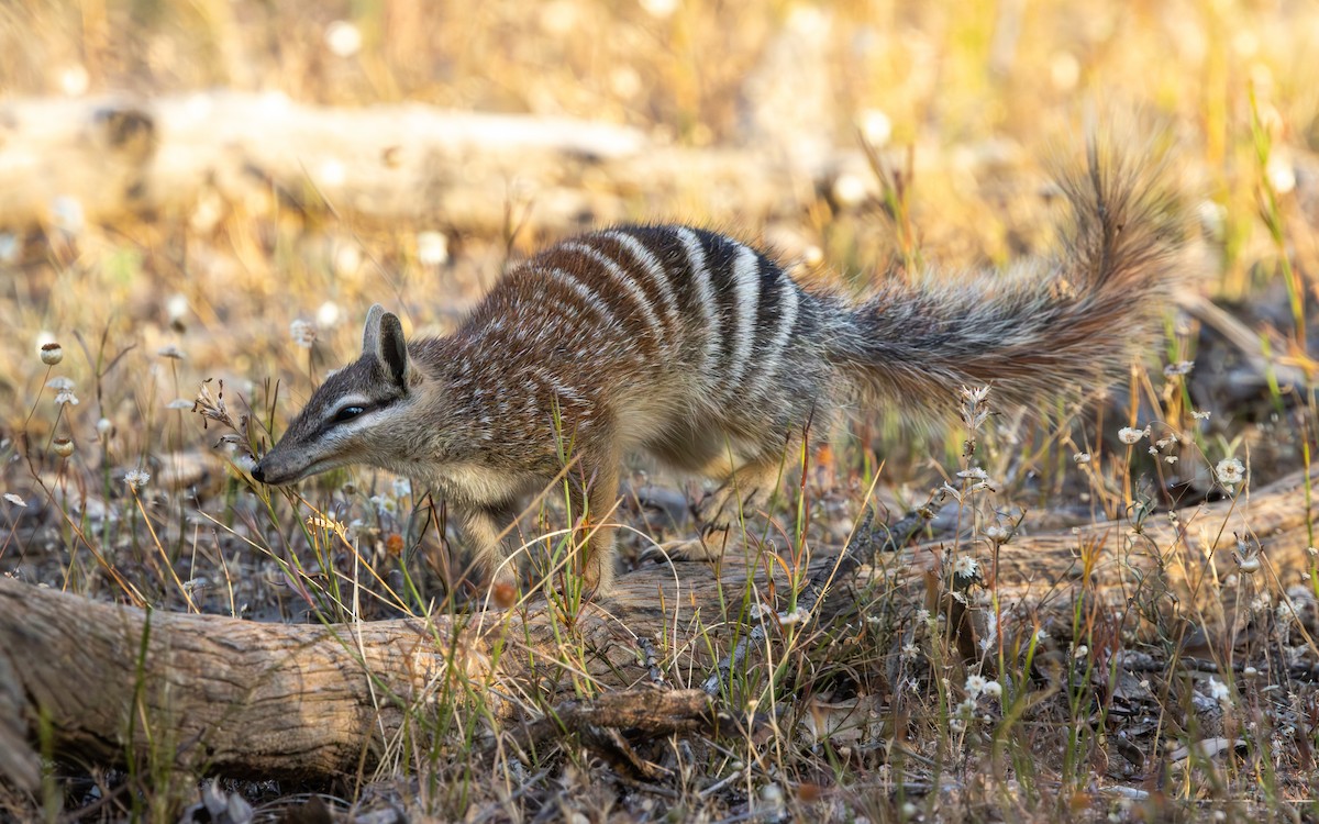 Numbat - ML646732992