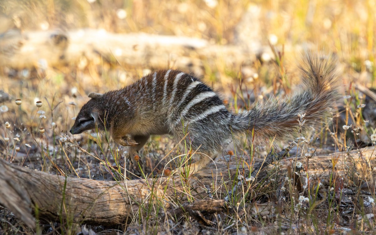 Numbat - ML646732993
