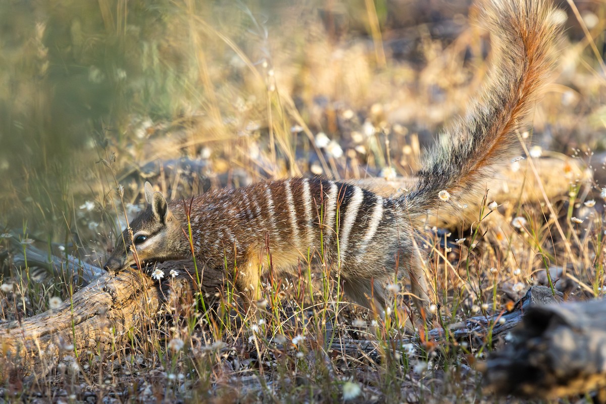Numbat - ML646732994