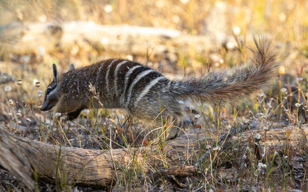 Numbat - ML646732995