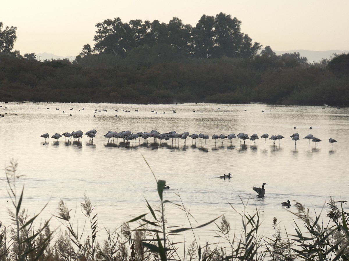 Fenicottero - ML646732997