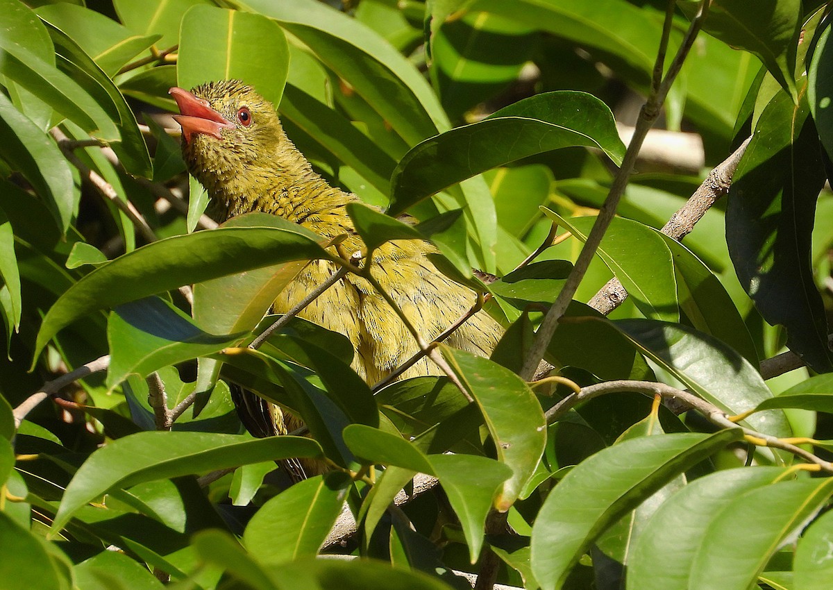 grønnpirol - ML646732998