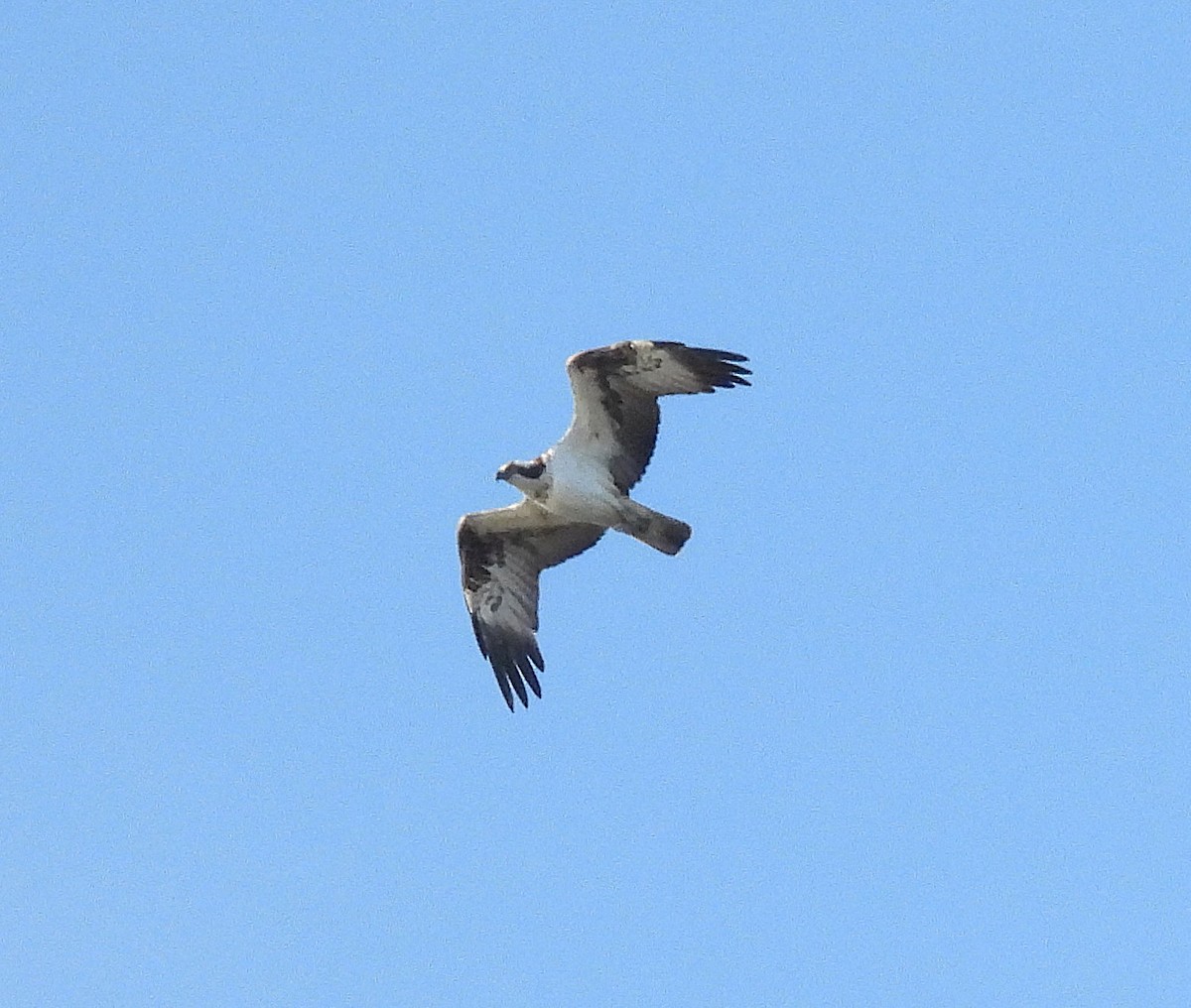 Osprey - ML646732999