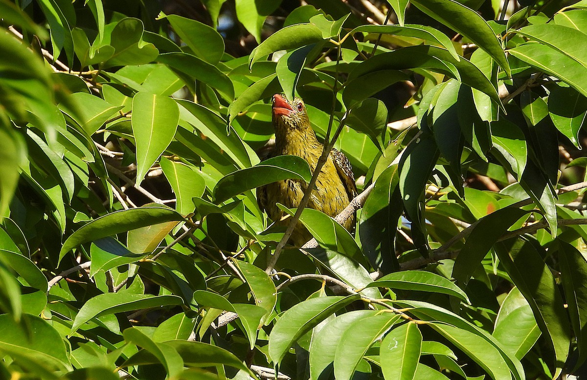 grønnpirol - ML646733000