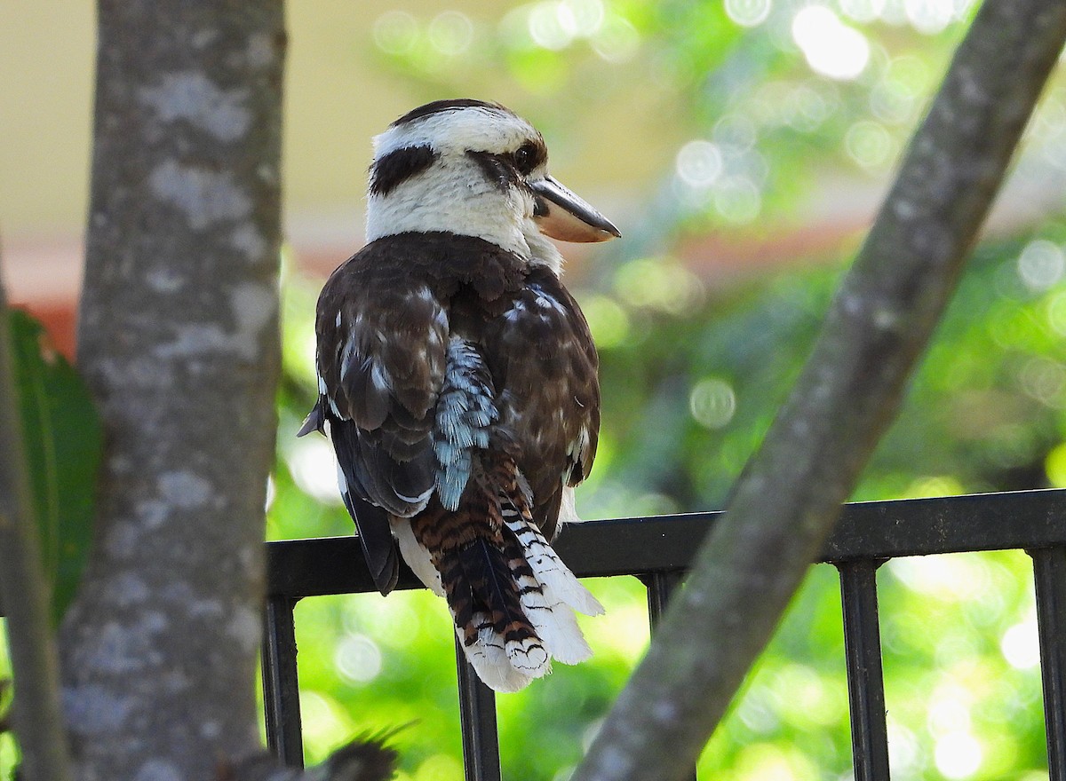 latterkokaburra - ML646733001