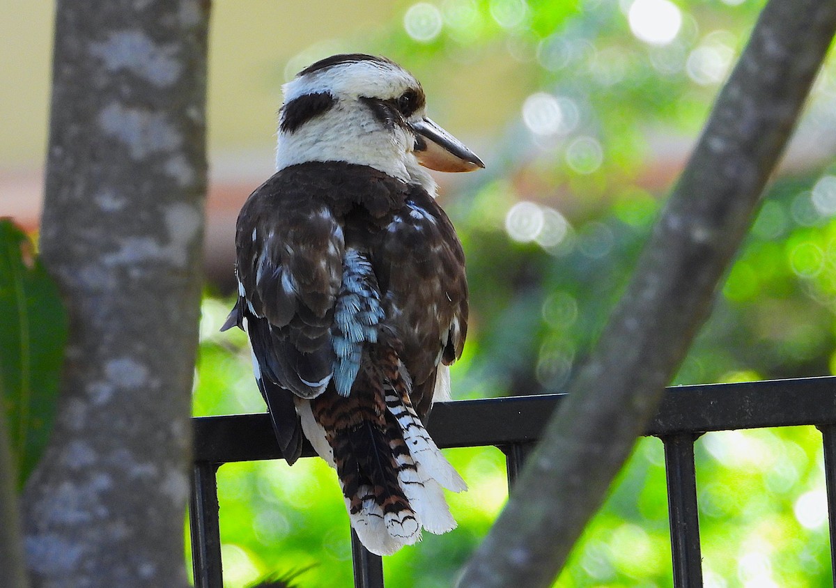 latterkokaburra - ML646733002