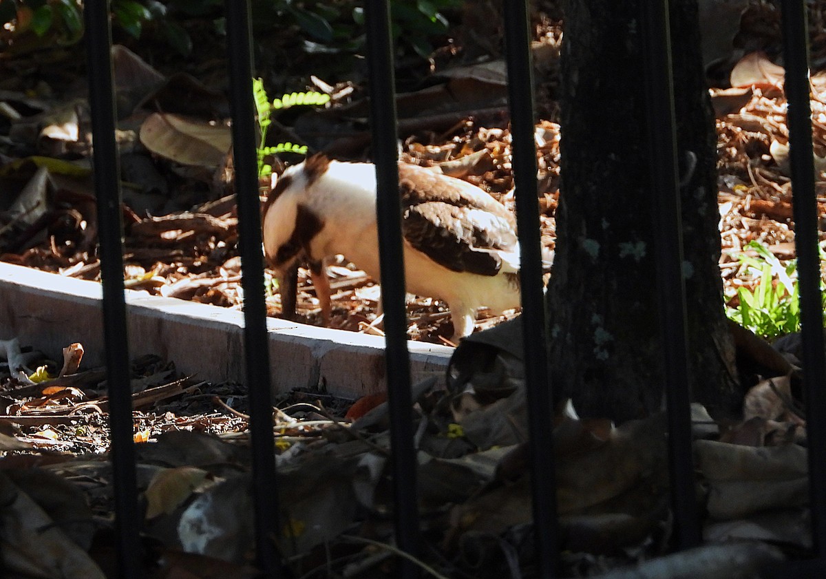 latterkokaburra - ML646733003