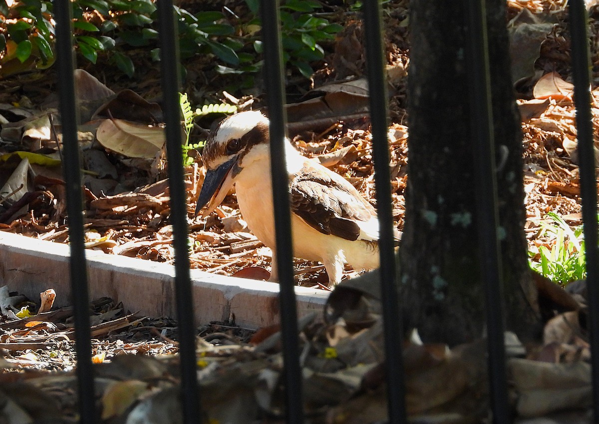 latterkokaburra - ML646733004