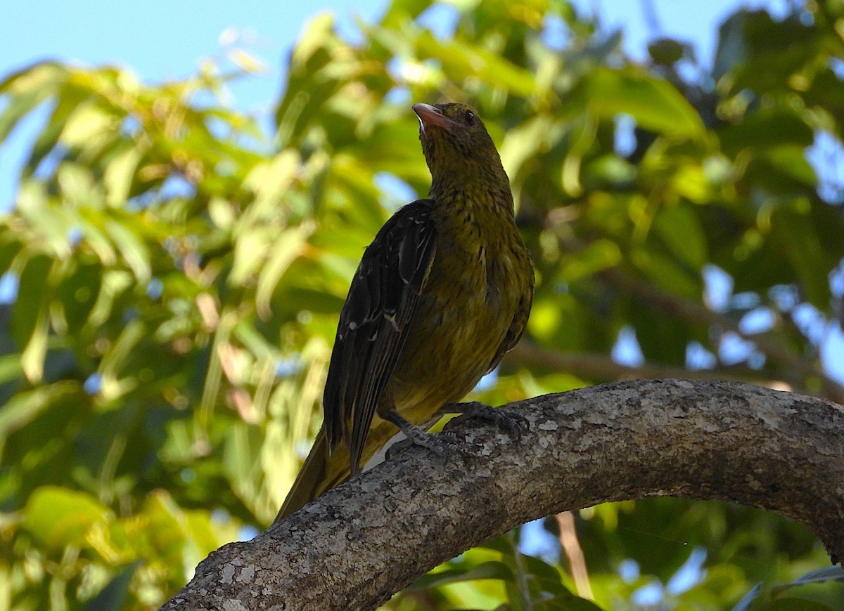 grønnpirol - ML646733006