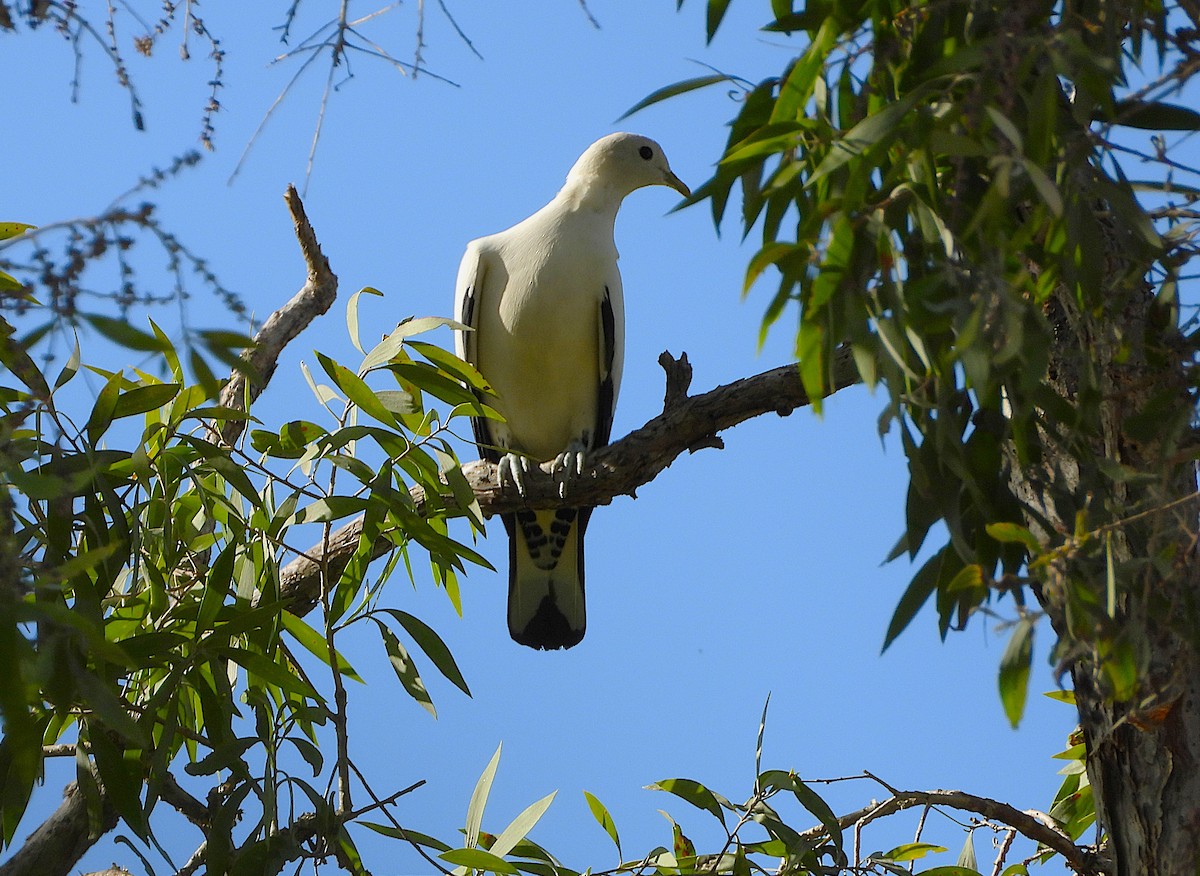 Torresian Imperial-Pigeon - ML646733007