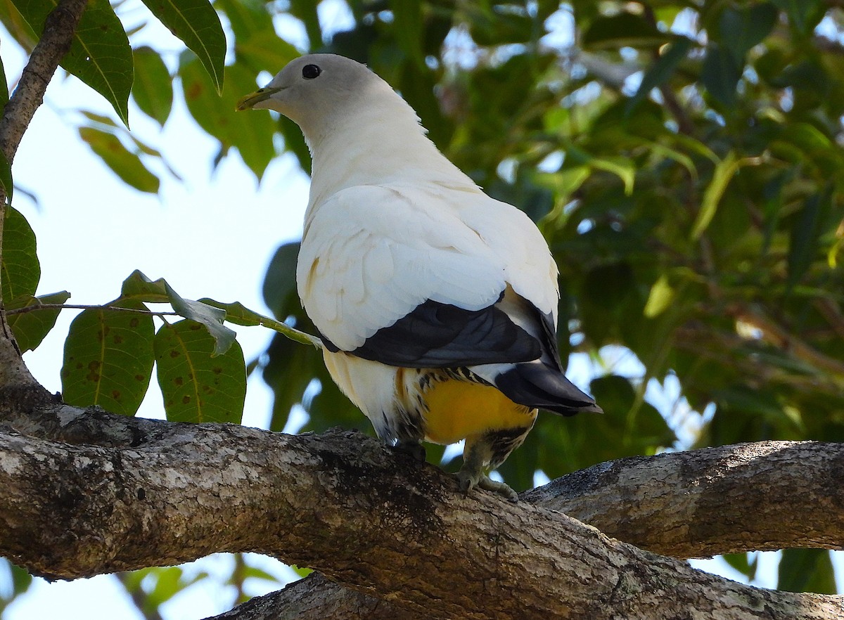 Torresian Imperial-Pigeon - ML646733008
