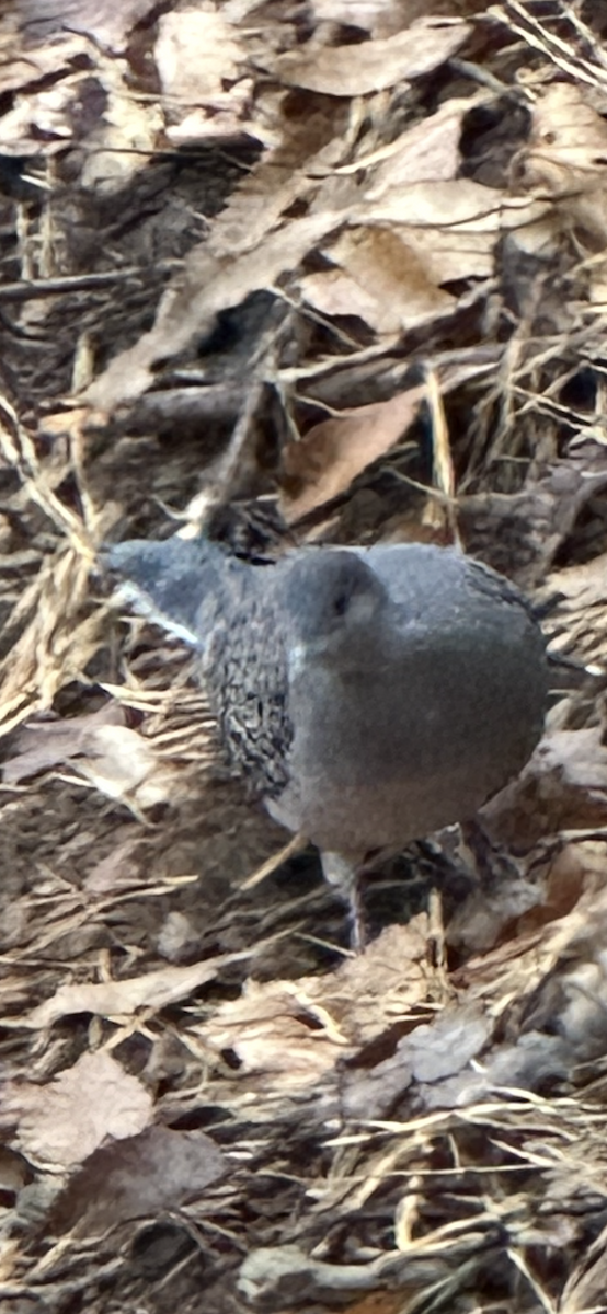 mongolturteldue - ML646733009