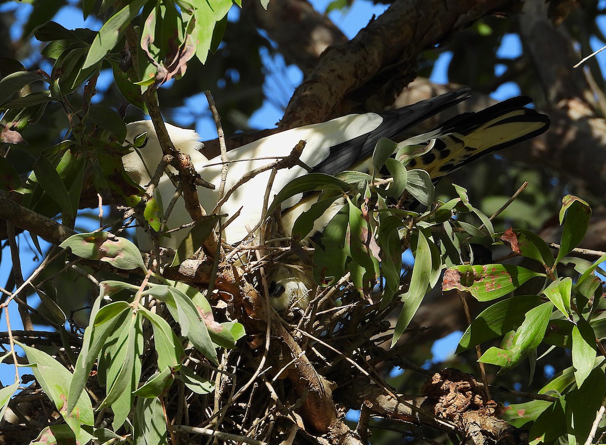 Torresian Imperial-Pigeon - ML646733011