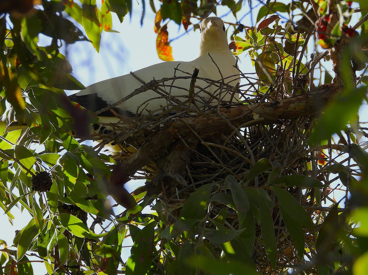 Torresian Imperial-Pigeon - ML646733012