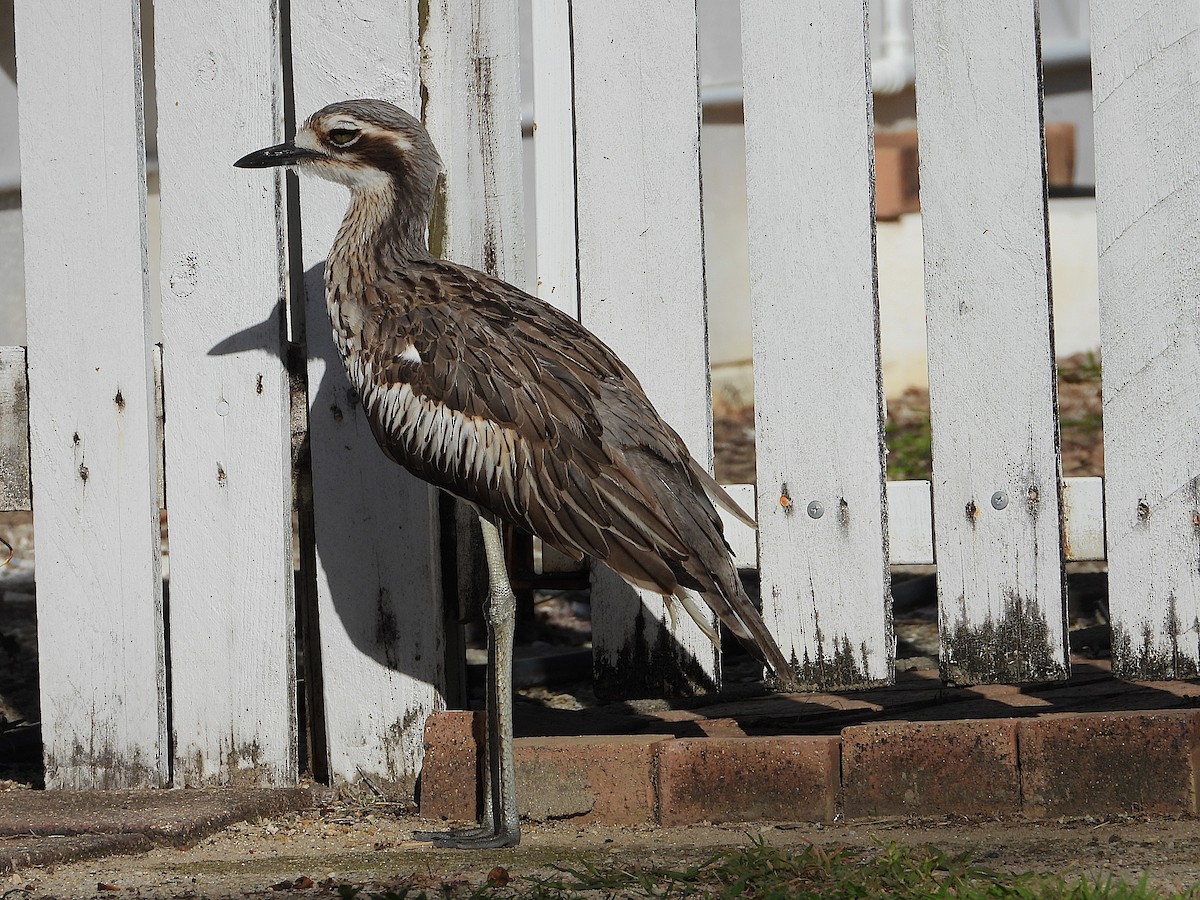 styltetriel - ML646733013