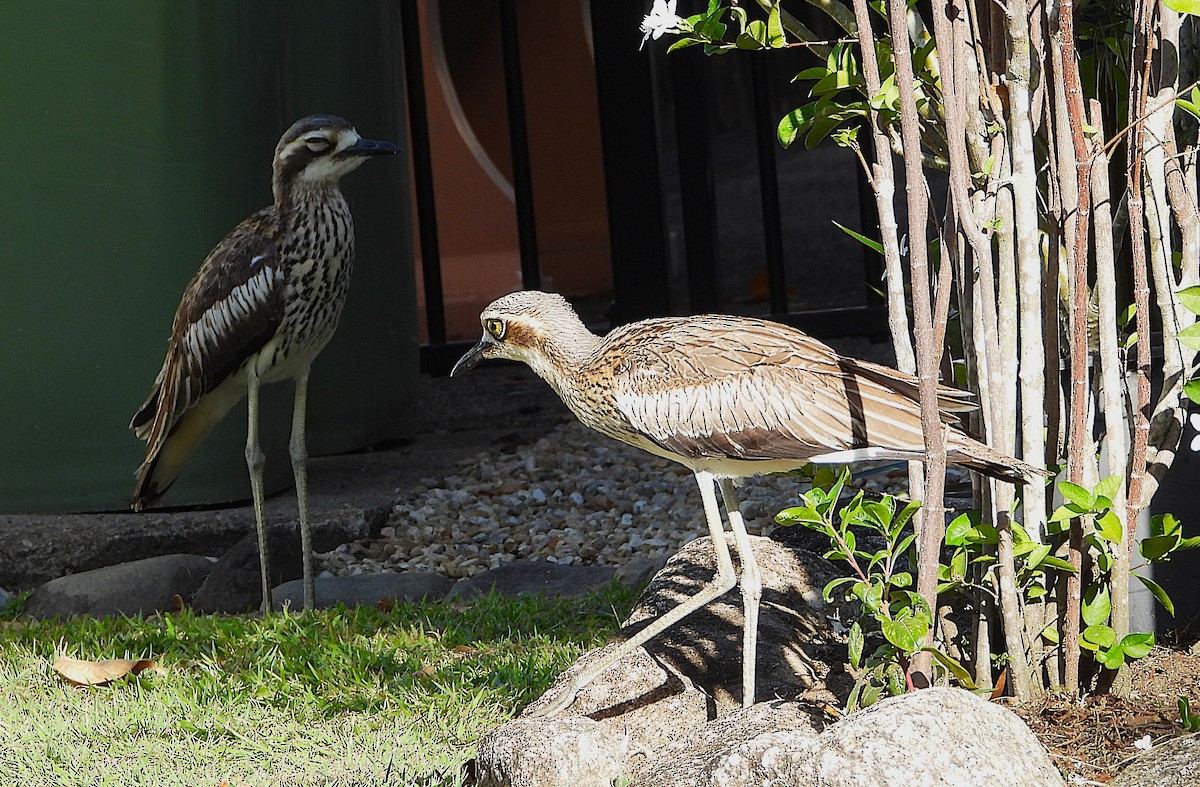 styltetriel - ML646733014