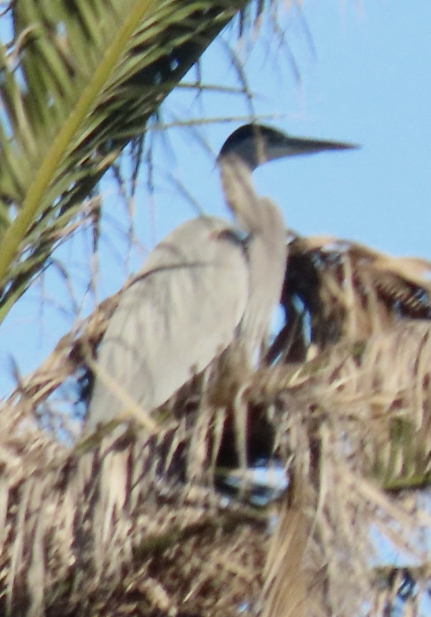 herodiashegre - ML646733015