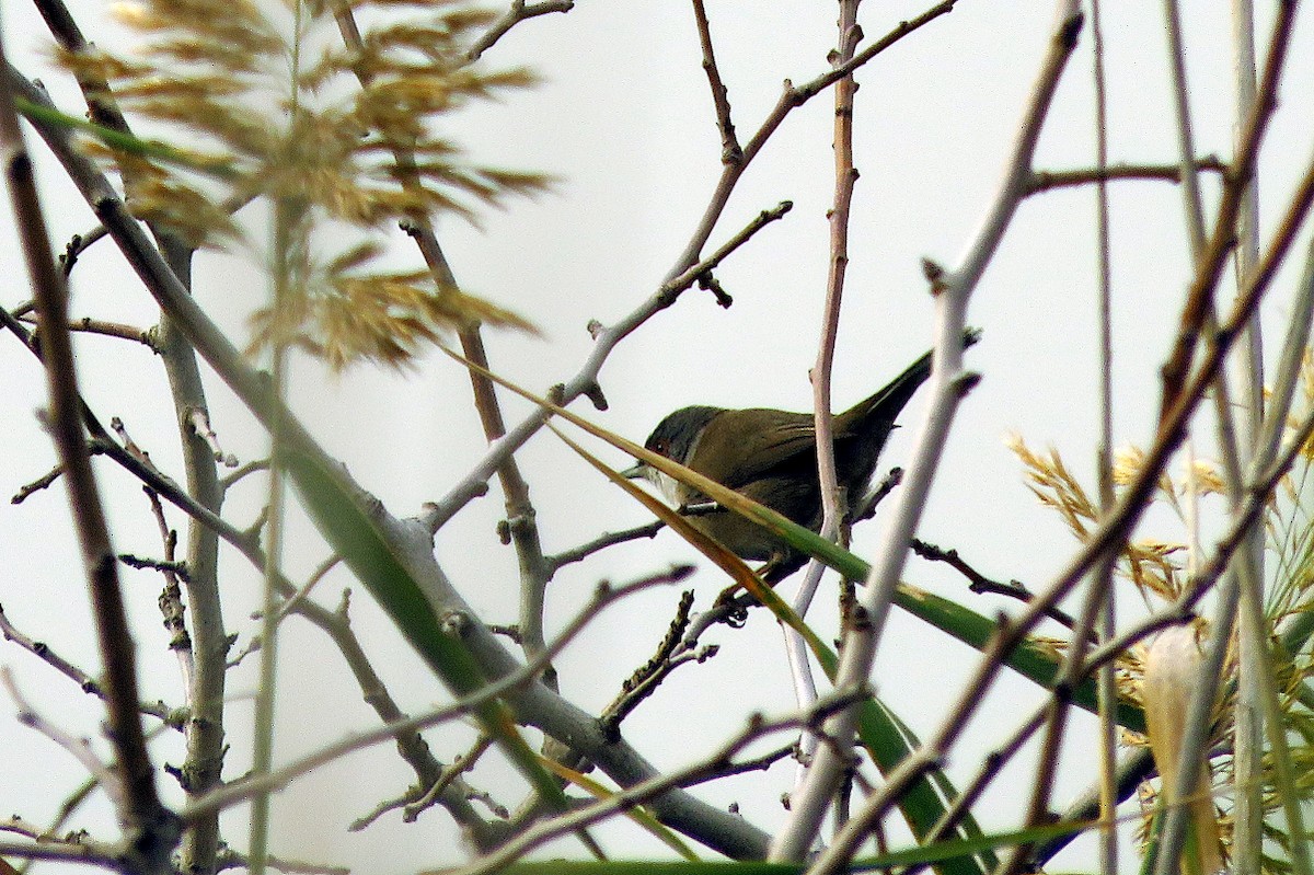 Sardinian Warbler - ML646733016
