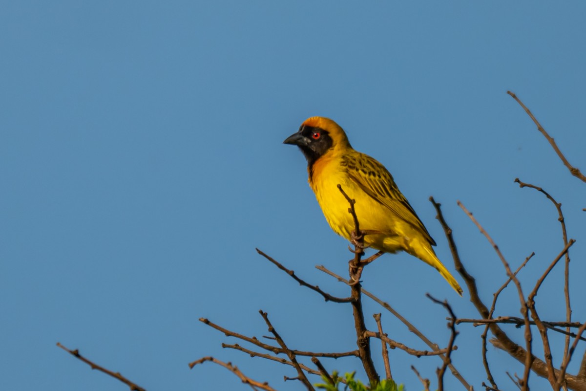 svartmaskevever - ML646733017