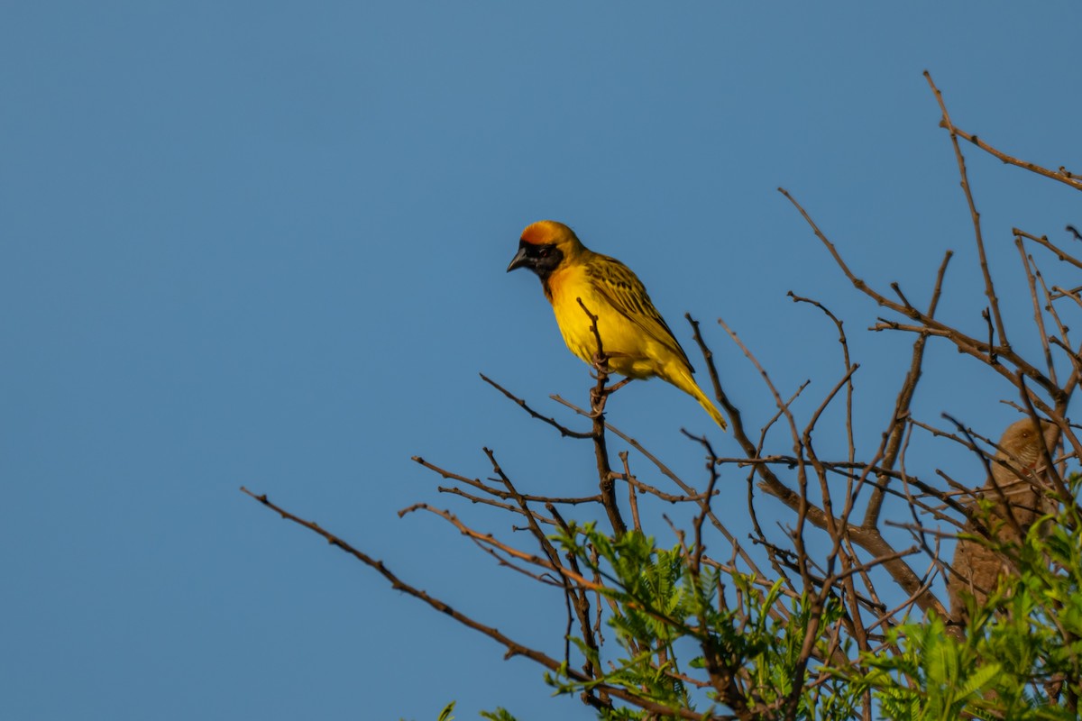 svartmaskevever - ML646733018