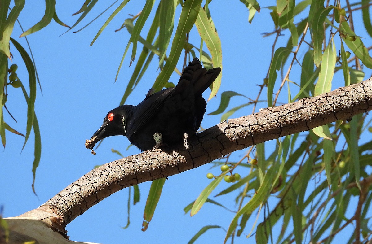 Metallic Starling - ML646733021